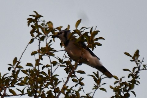 Blue Jay - eBird