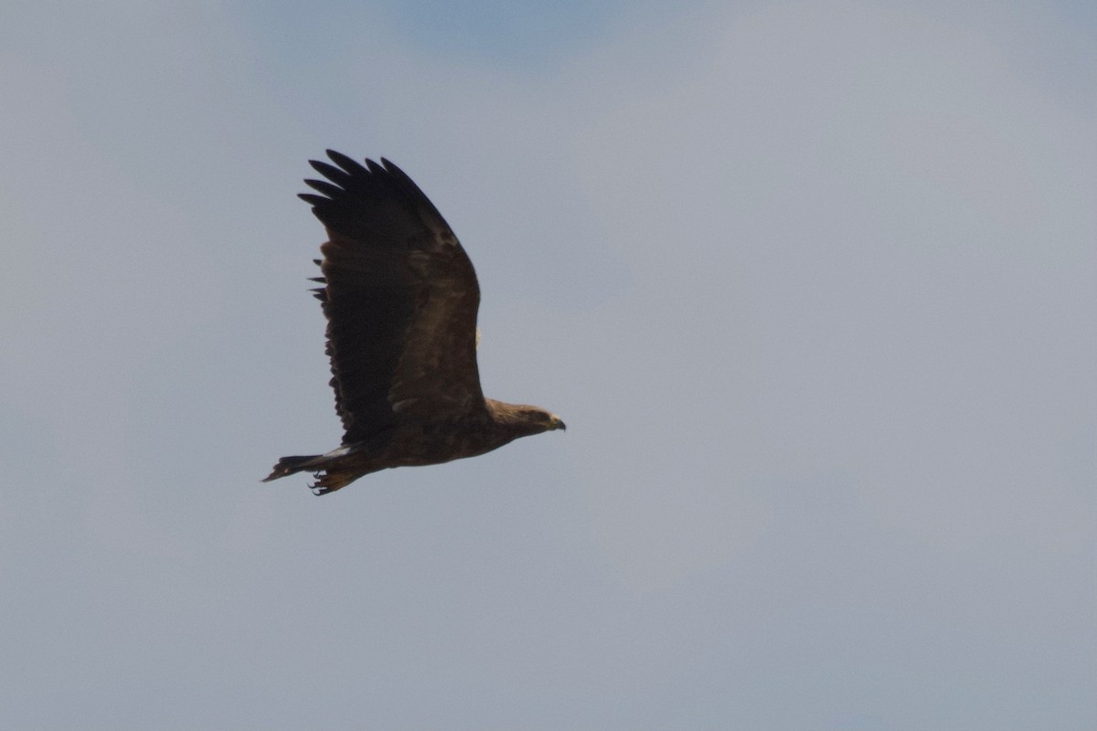 Lesser Spotted Eagle - Shlomi Segall