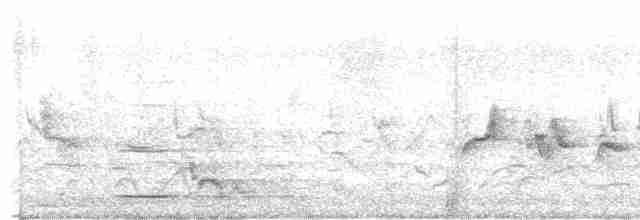 Віялохвістка північна (підвид isura) - ML609632418