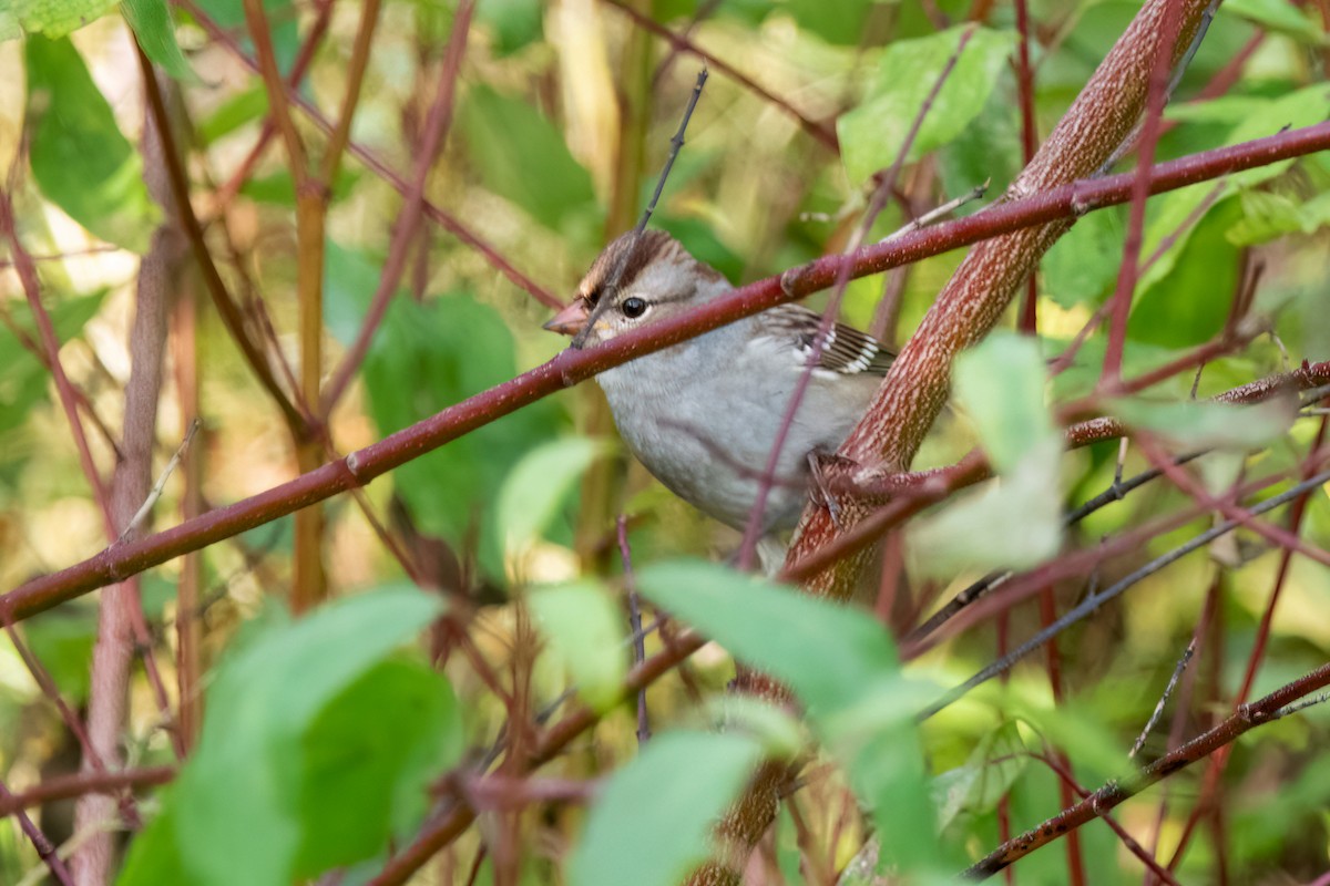 White-crowned Sparrow - Sue Barth