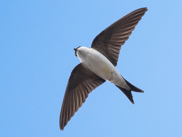 Adult - Western House-Martin - 