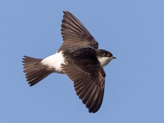 Молодая птица - Honza Grünwald - ML609632724