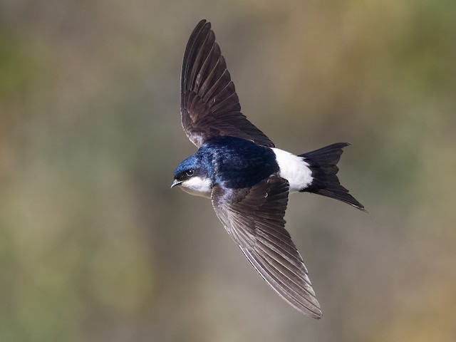 Adult - Western House-Martin - 