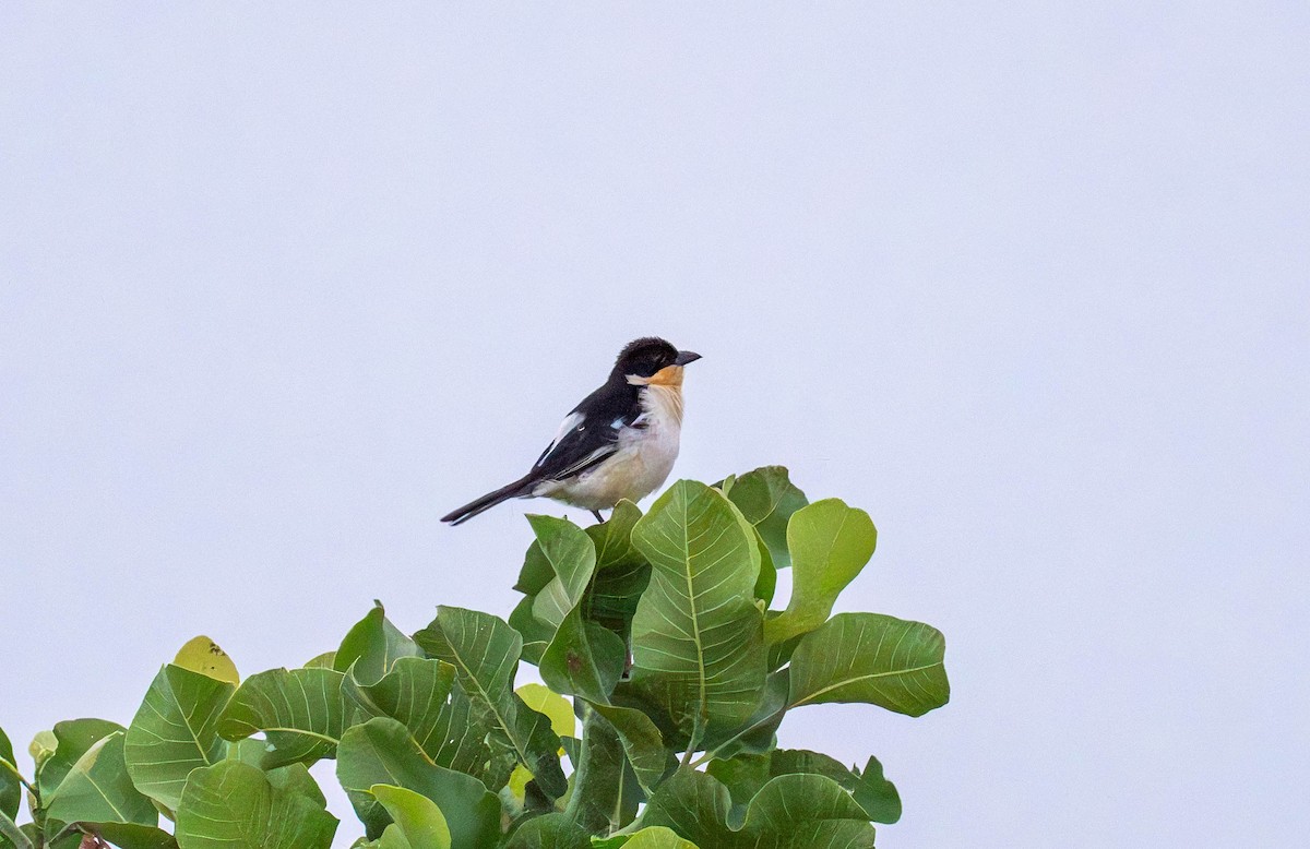 White-rumped Tanager - ML609633052