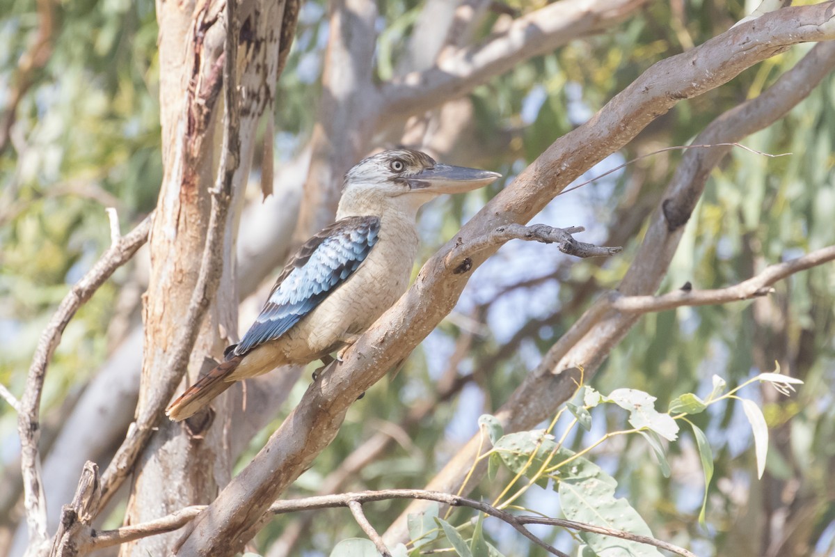 Blue-winged Kookaburra - Xu Shi