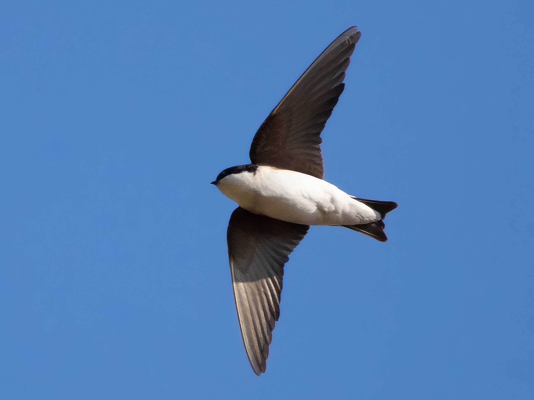 Siberian House-Martin - eBird