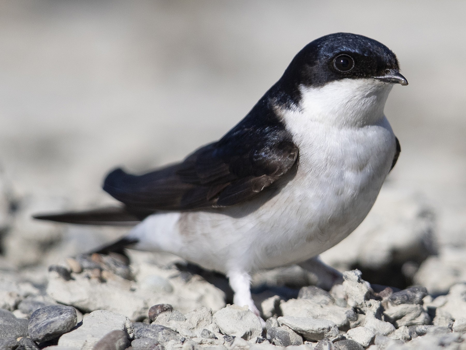 Siberian House-Martin - eBird