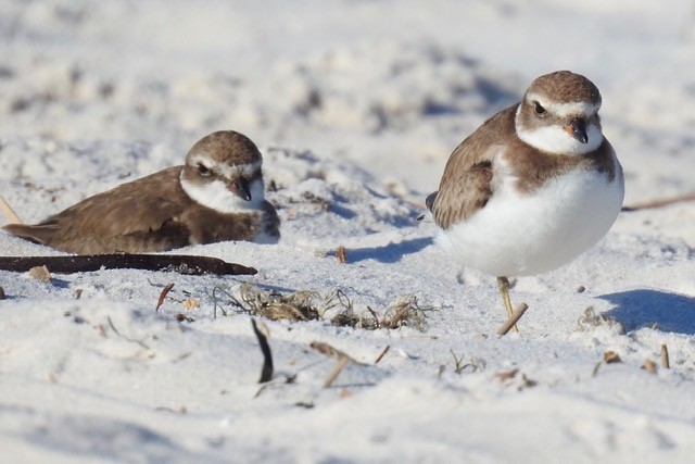 Semipalmated Plover - ML609633650