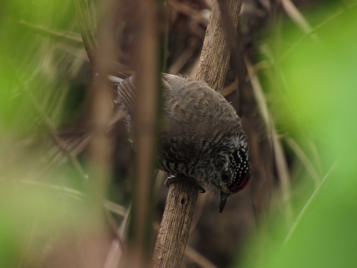 White-barred Piculet - ML609633658