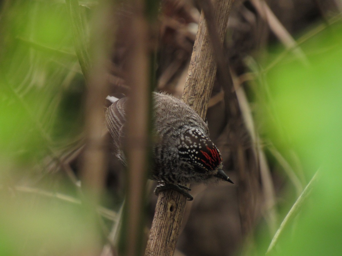 White-barred Piculet - ML609633659