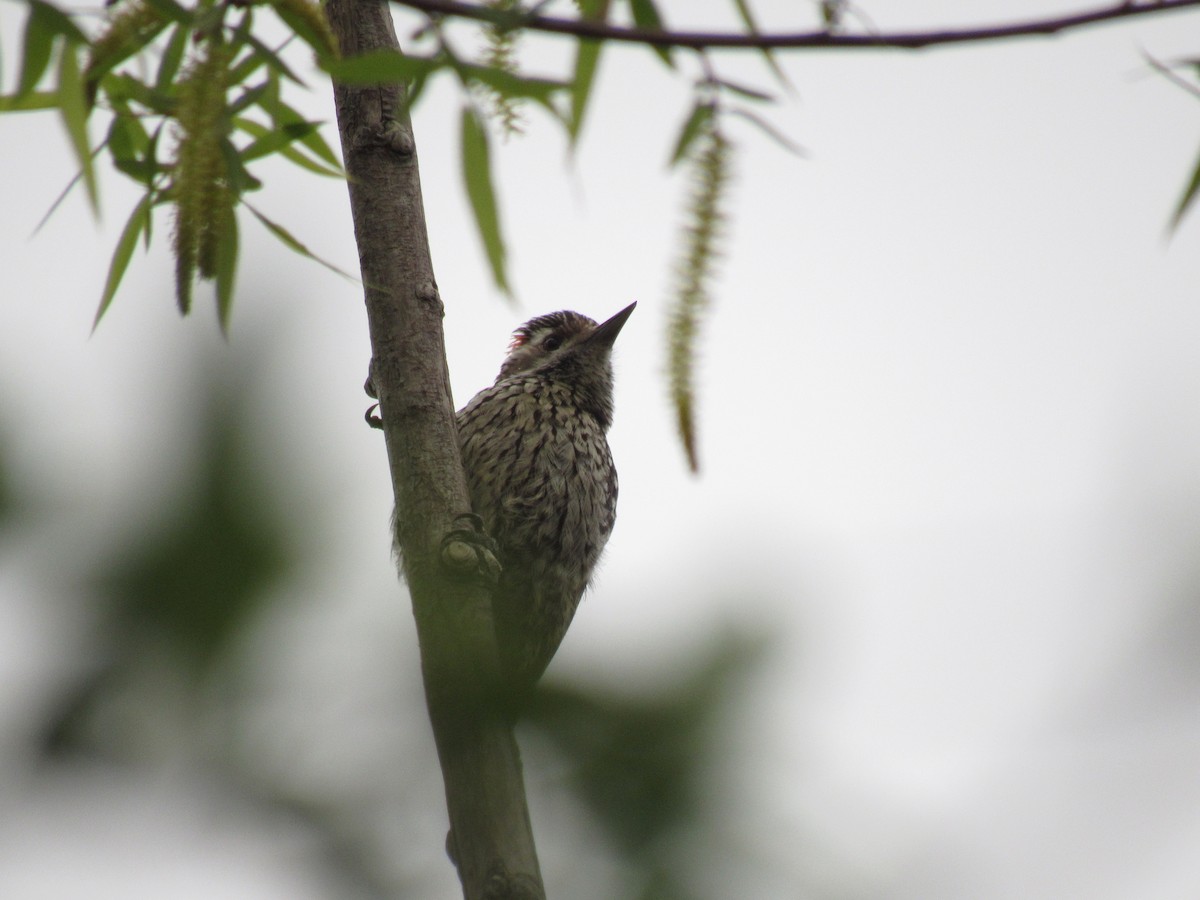 Checkered Woodpecker - ML609633678