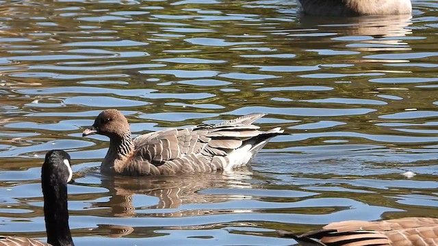 Pink-footed Goose - ML609633913