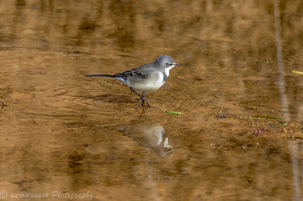 Cape Wagtail - ML60963411
