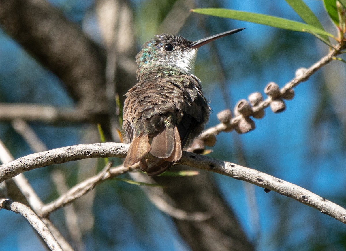 Azure-crowned Hummingbird (Azure-crowned) - ML609634559