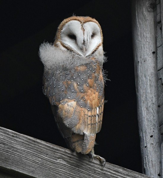 Barn Owl - MJ OnWhidbey