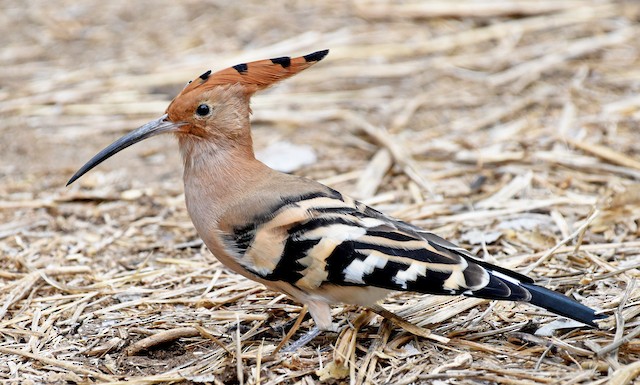 Israel's National Bird: Eurasian Hoopoe. - Eurasian Hoopoe - 