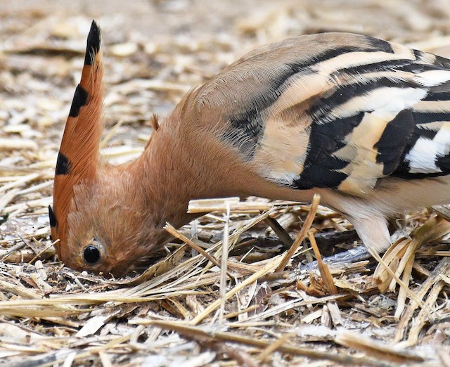 Bird foraging. - Eurasian Hoopoe - 