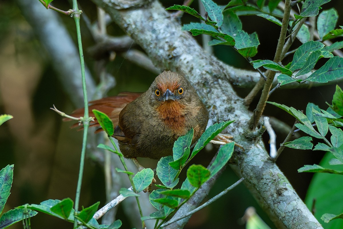Orange-eyed Thornbird - LUCIANO BERNARDES