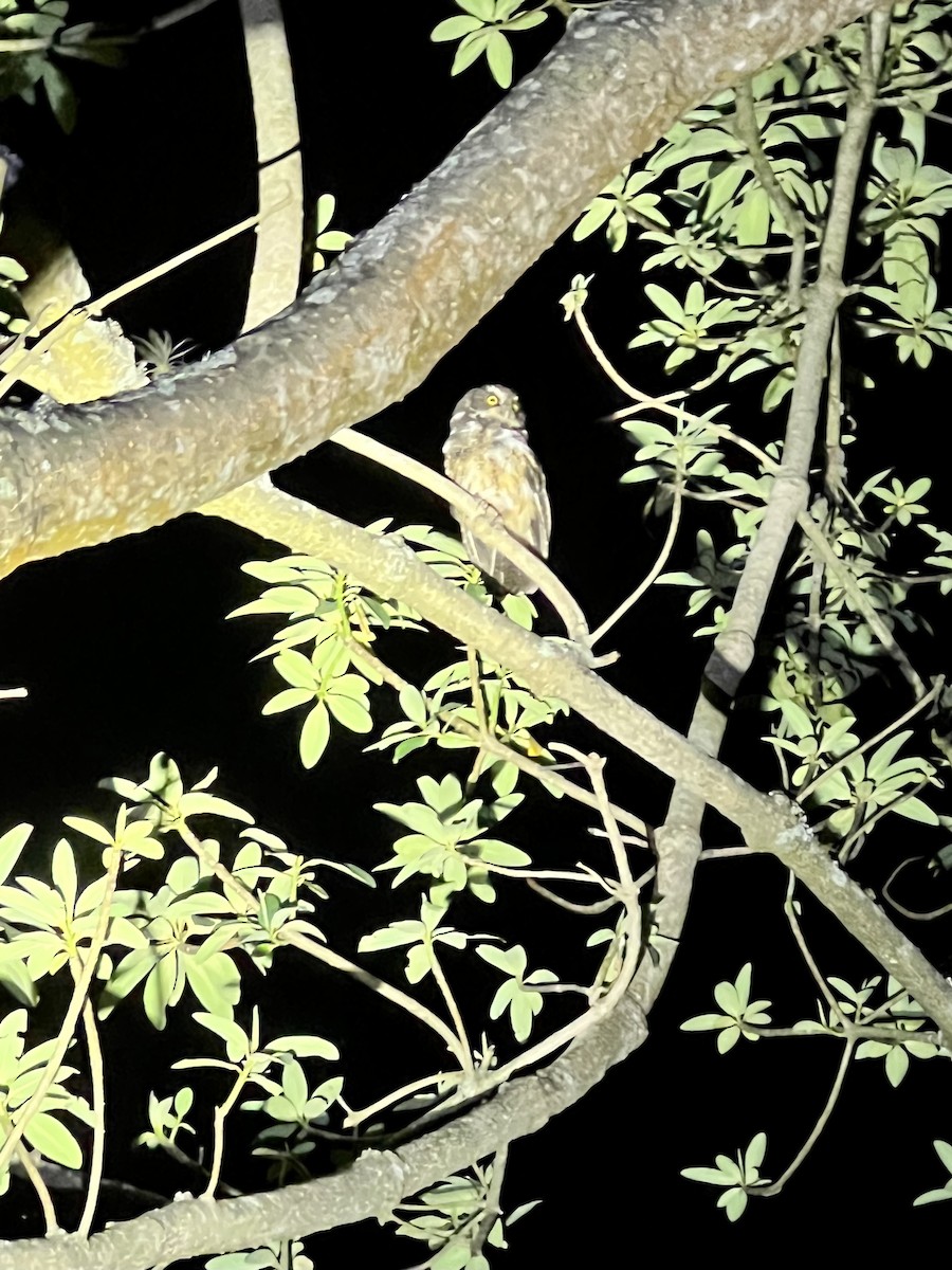 White-throated Screech-Owl - ML609635533