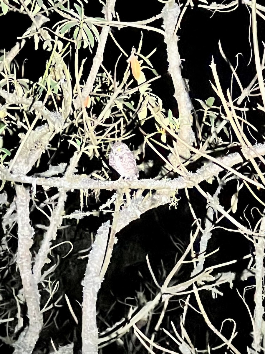 Burrowing Owl (Andean) - ML609635543
