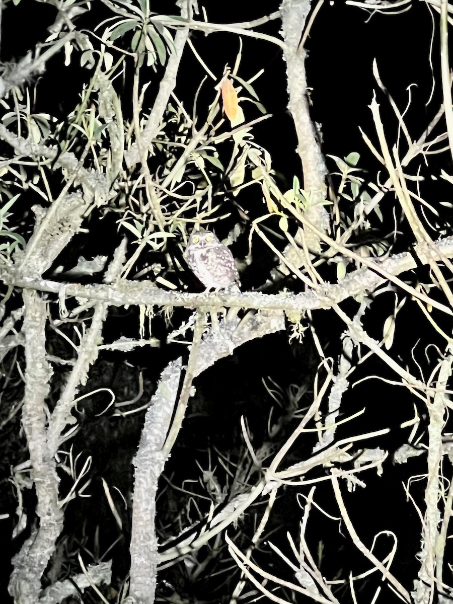 Burrowing Owl (Andean) - ML609635544