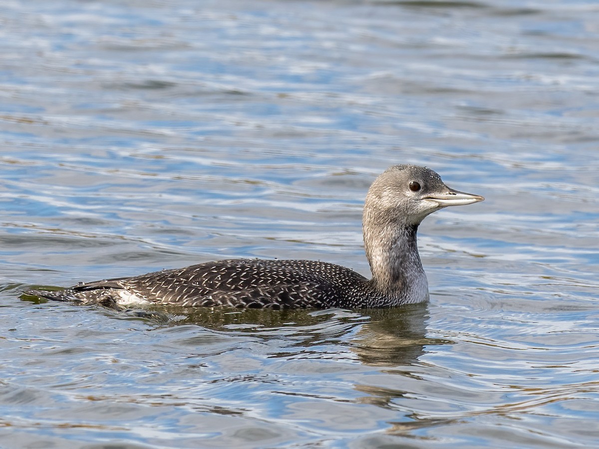 Red-throated Loon - Anne Belton