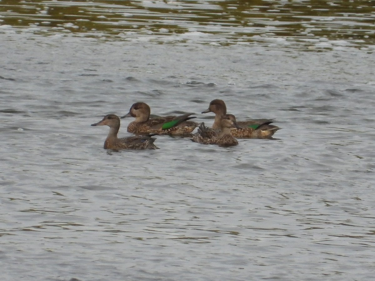 Green-winged Teal - ML609636011