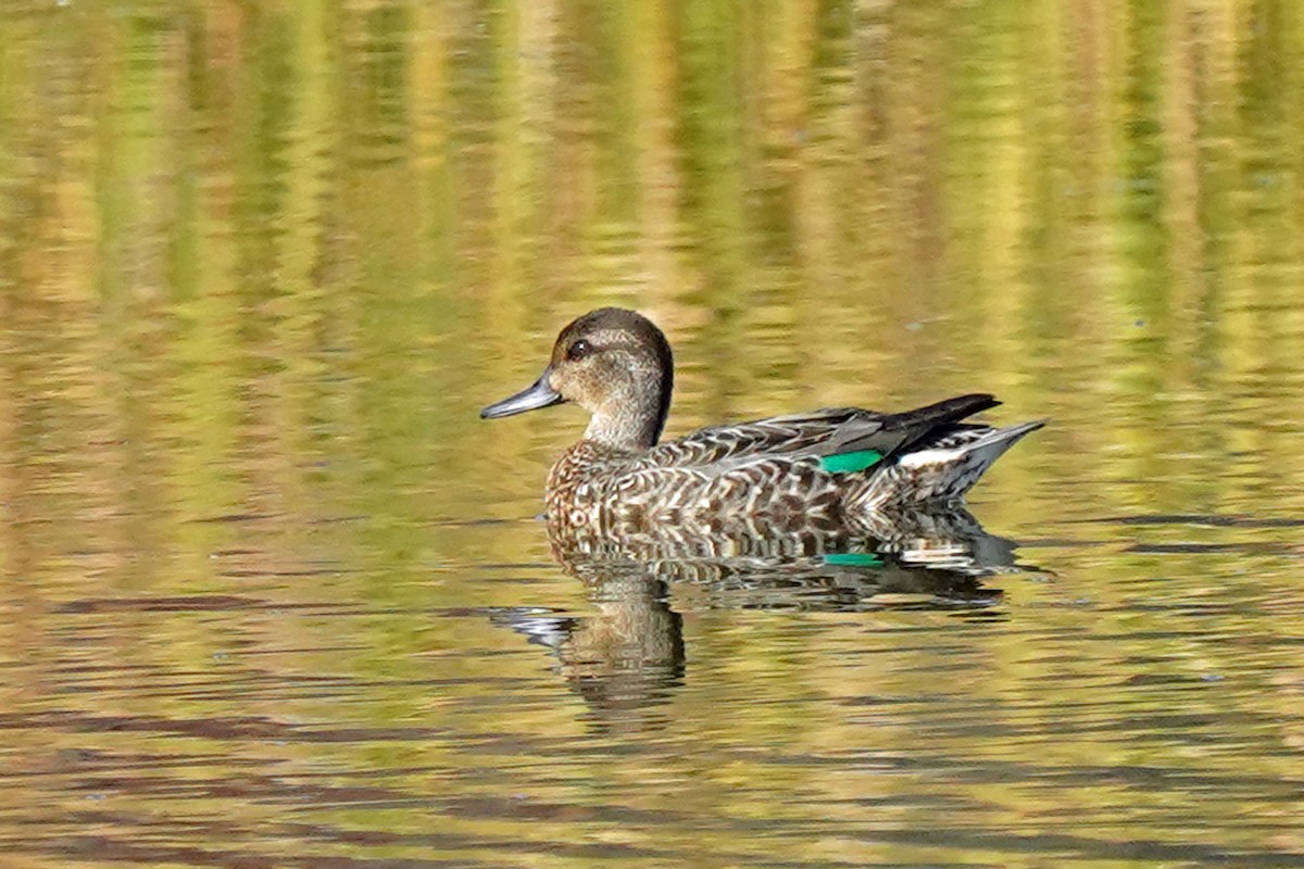 Green-winged Teal - ML609636204