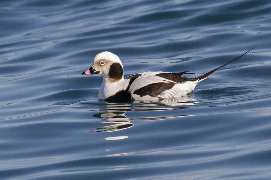 Long-tailed Duck - Andres Vasquez Noboa