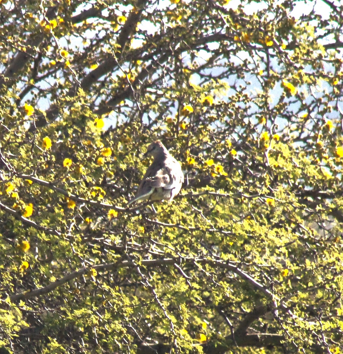 eBird Checklist 16 Sep 2023 Río Mapocho Humedales aeropuerto 19 species