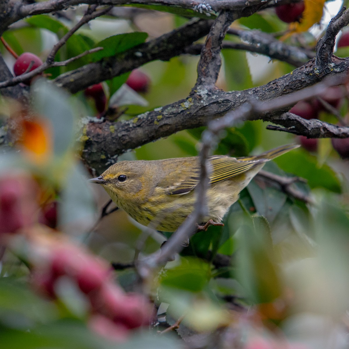 Cape May Warbler - ML609636801