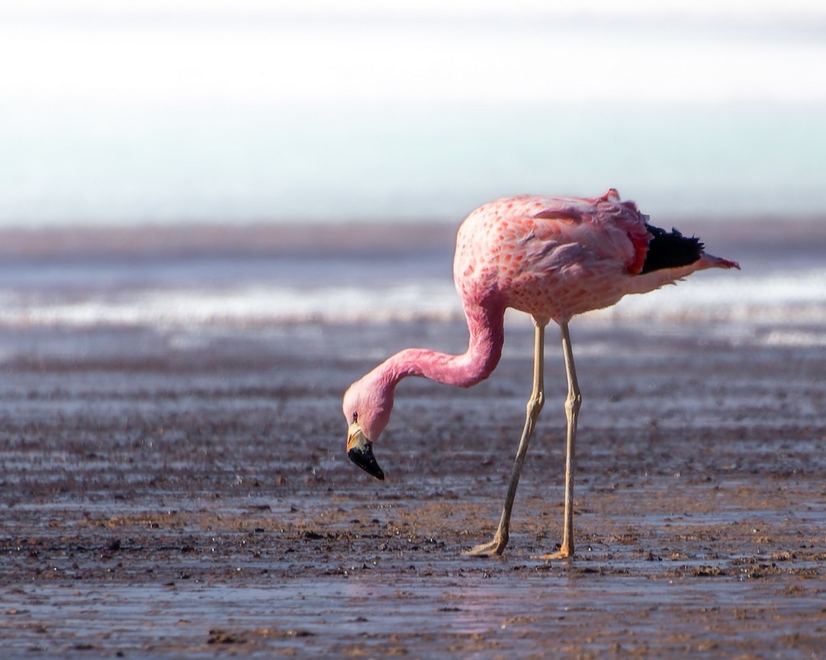 Andean Flamingo - ML609637514
