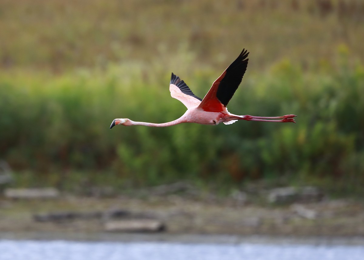 Amerika Flamingosu - ML609637586