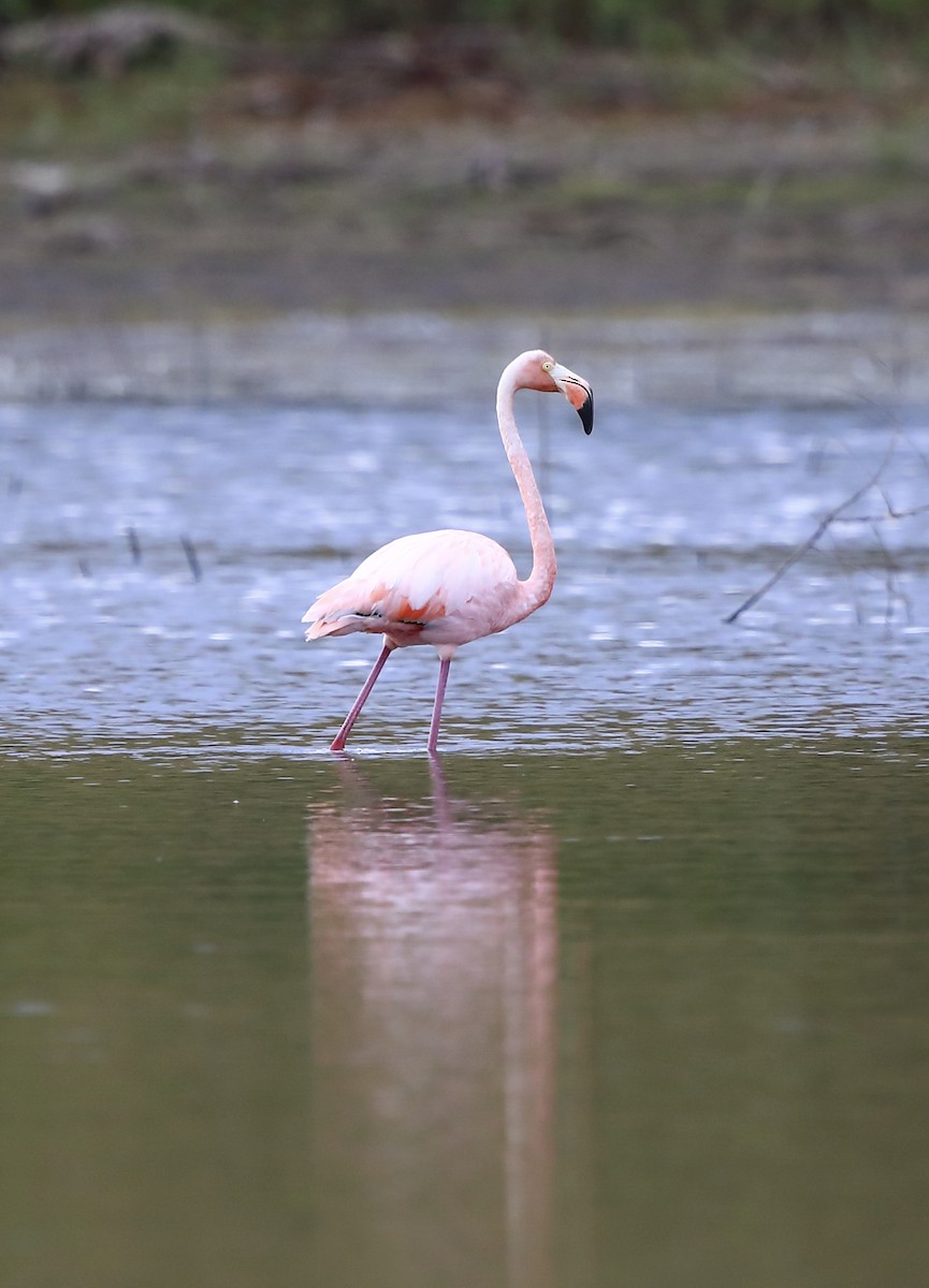 American Flamingo - Byron Grauerholz