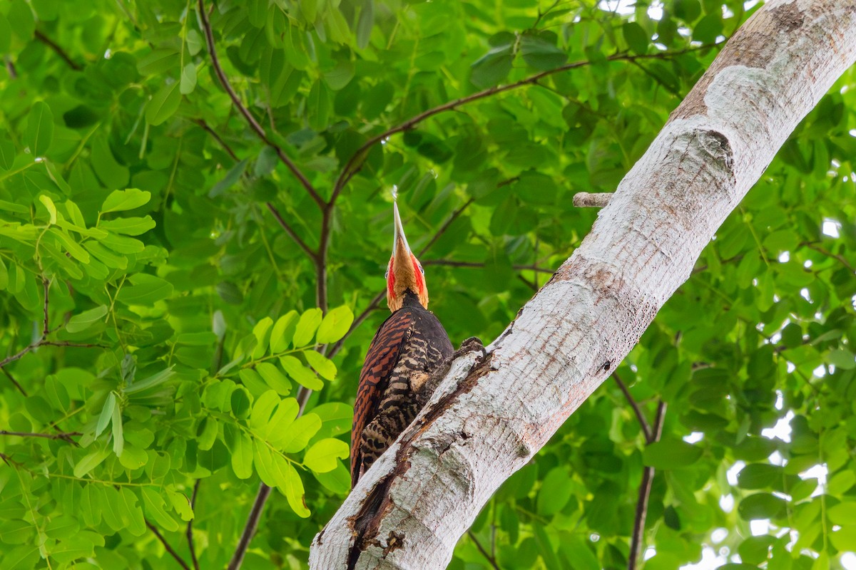 Ringed Woodpecker (Atlantic Black-breasted) - ML609637749