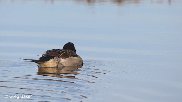 Long-tailed Duck - ML609638042