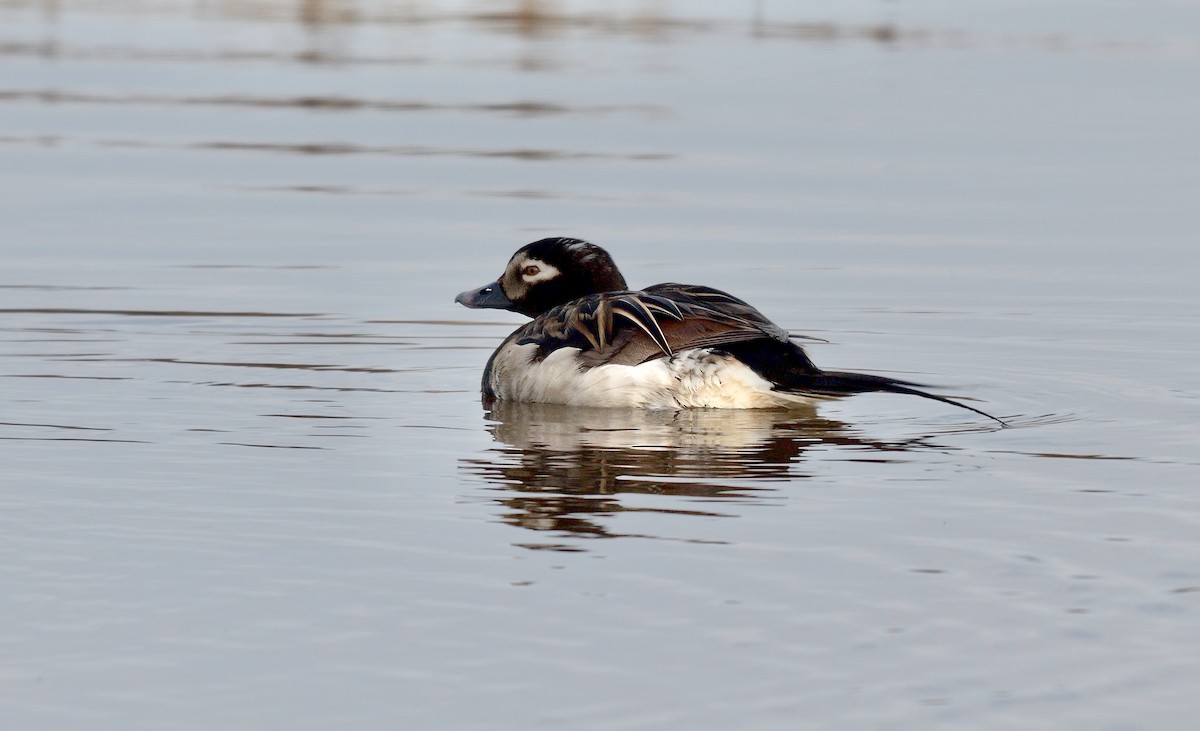 Long-tailed Duck - ML609638201