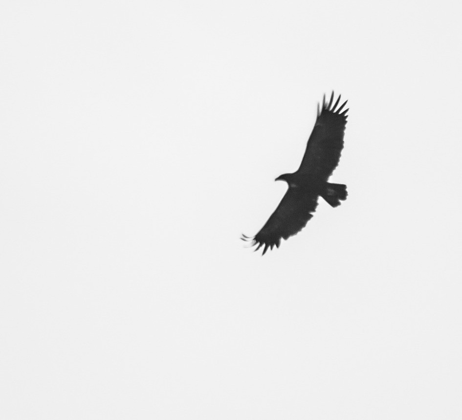 Greater Spotted Eagle - EoJin Kim