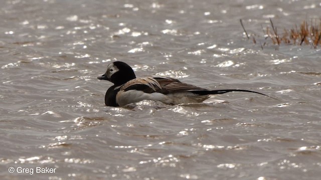 Long-tailed Duck - ML609638382