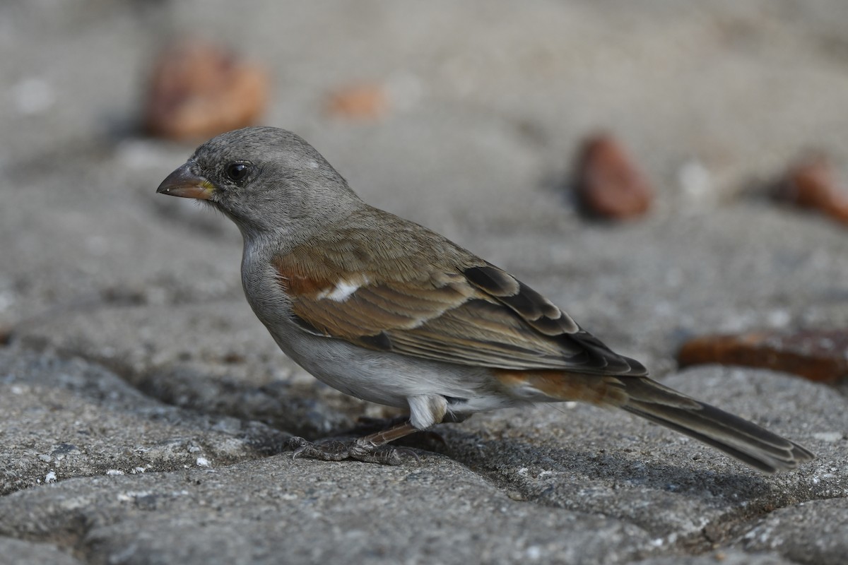 Southern Gray-headed Sparrow - Ralf Bürglin