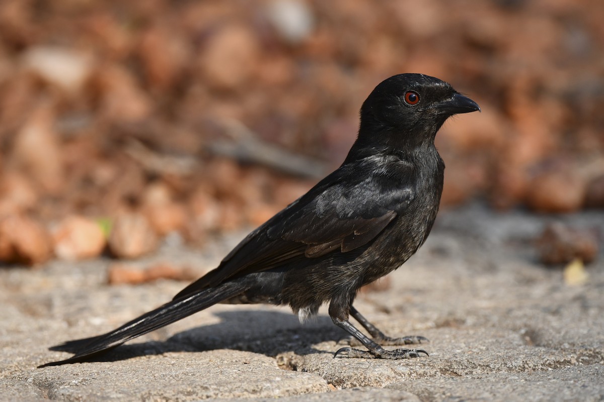 Fork-tailed Drongo - ML609638453