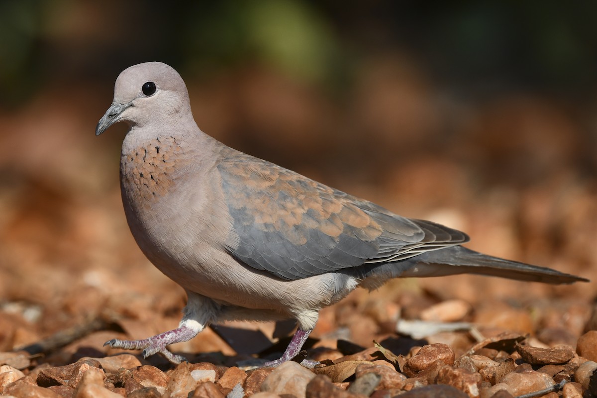 Laughing Dove - ML609638466