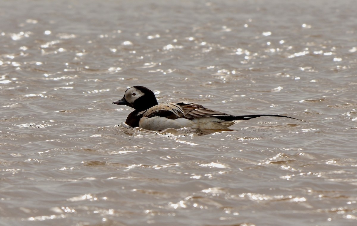Long-tailed Duck - ML609638484
