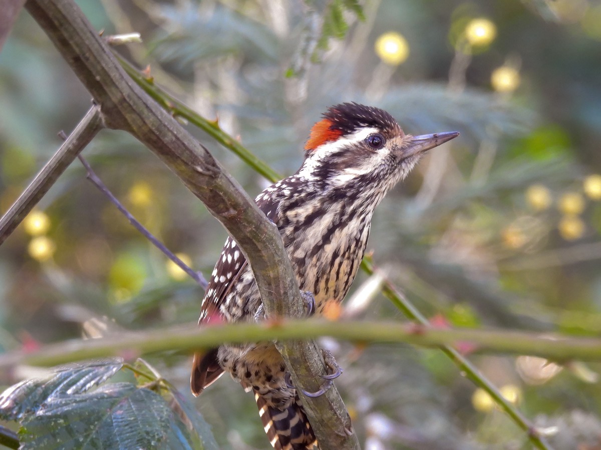 Striped Woodpecker - Felipe Silva Guzmán