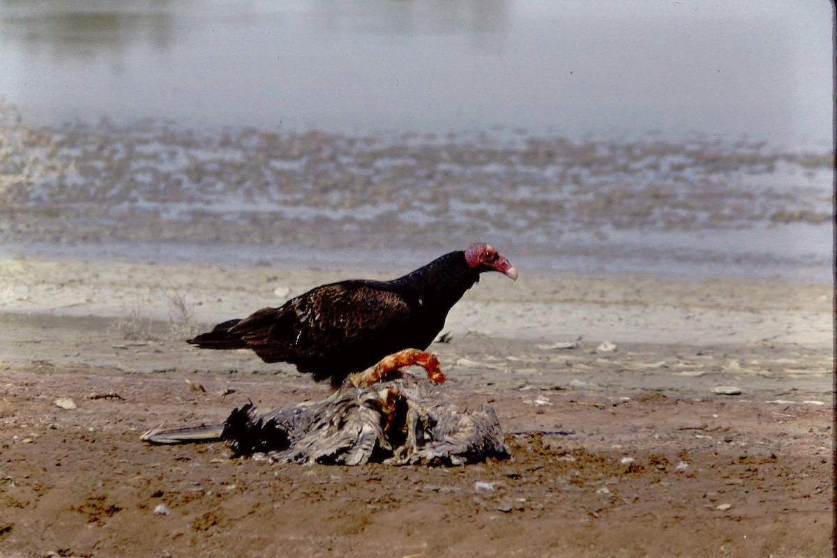 Turkey Vulture - Kimball Garrett