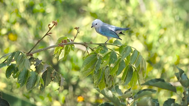 Blue-gray Tanager - ML609638901