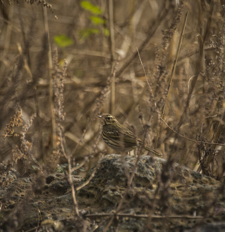 Olive-backed Pipit - ML60963891