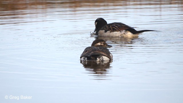 Long-tailed Duck - ML609638978