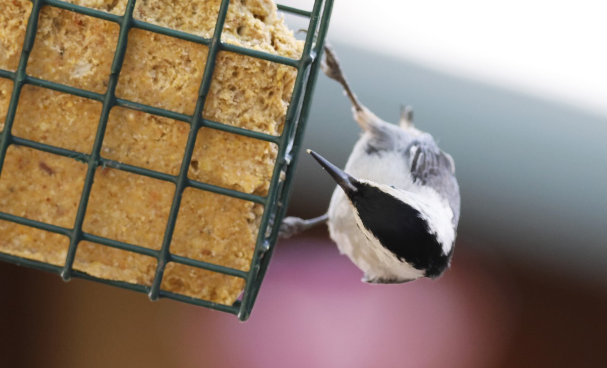 White-breasted Nuthatch - ML609639073