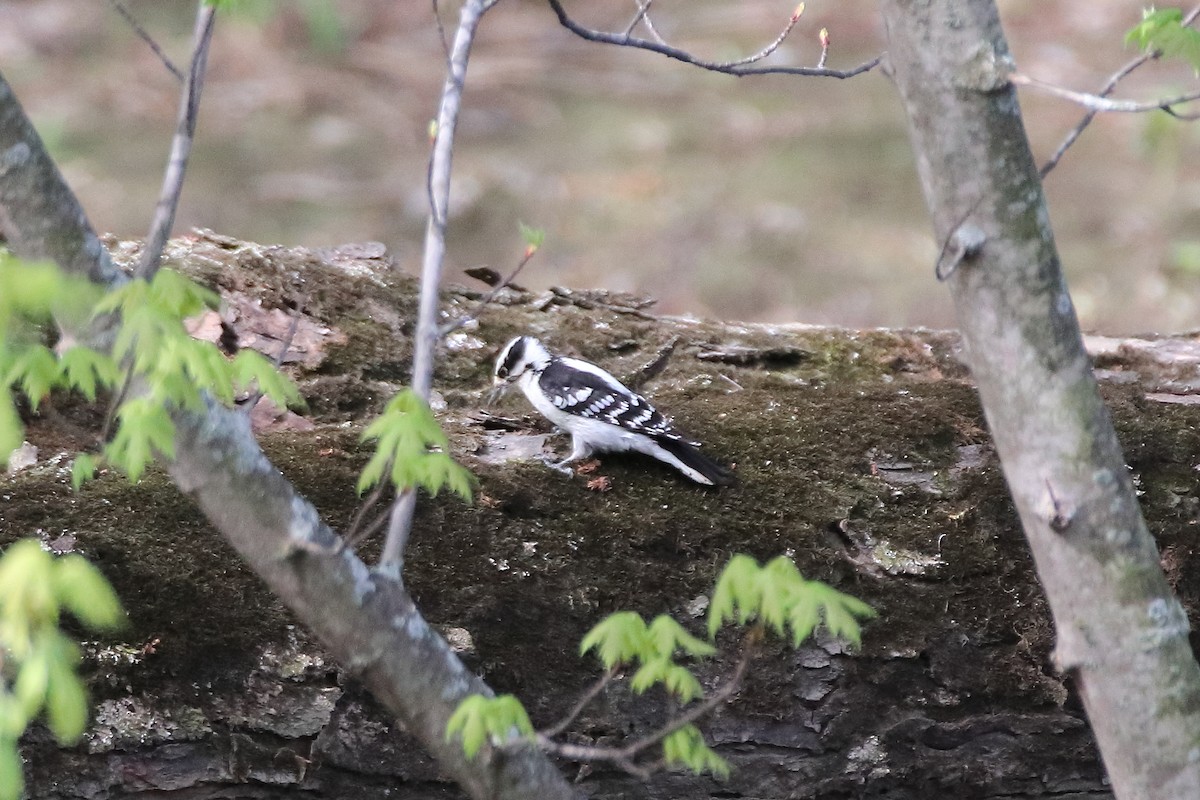 Downy Woodpecker (Eastern) - ML609639547